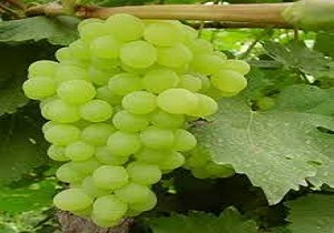 تاکستان های کردستان امسال پر بارتر از سال گذشته