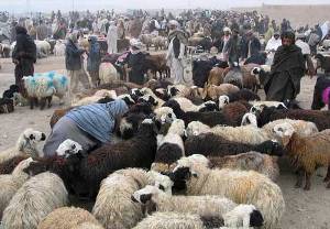 40 گروه در کلاله مسئول گوشت قربانی اهدایی