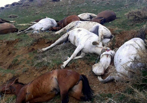 کشتار چارپایان باربر متوقف شد!