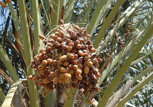 خرمای قصرشیرین به بازار آمد