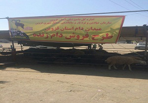 عرضه دام زنده در 5 مرکز