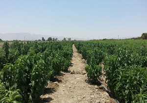 تحقق سیاست های اقتصاد مقاومتی با کشت گیاهان دارویی