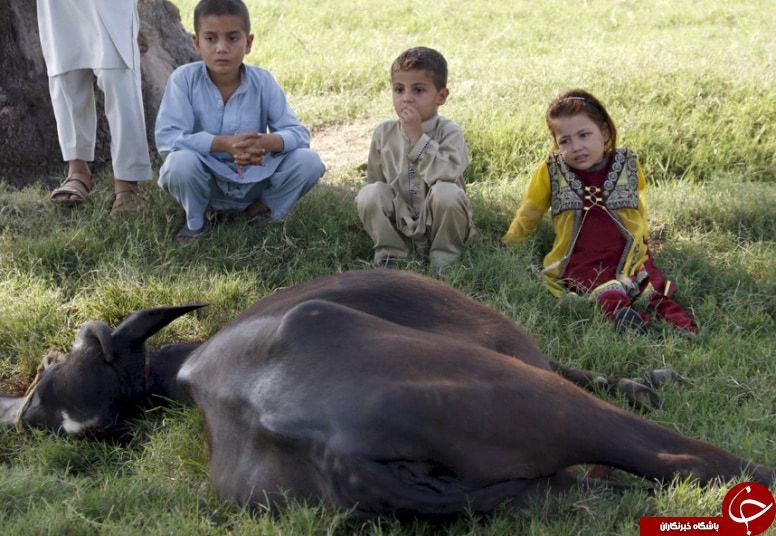 تصاویر برگزاری عید قربان در بین مسلمانان جهان