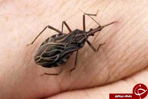 مراقب بوسه&zwnj;های خطرناک این حشره باشید! +تصاویر