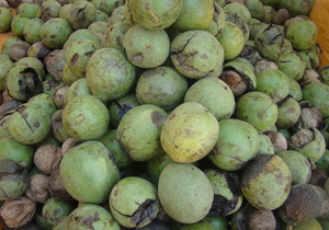 آغاز برداشت گردو از باغات چهارمحال و بختیاری