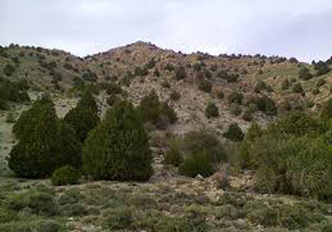 روستای دومار پر از درختان اورس