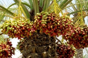 برگزاری جشنواره ای از جنس خرما
