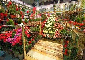 آغاز نمایشگاه گل و گیاهان زینتی 3 استان در محمود اباد