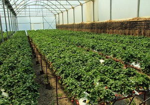 واگذاری 98 هکتار شهرک گلخانه‌ای در اردبیل
