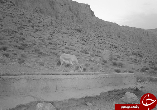 شکار دیدنی ترین لحظات از حضور حیوانات در آبشخورها+تصاویر