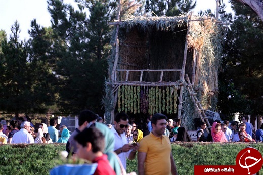 آغاز چهارمین جشنواره انگور در ارومیه + تصاویر