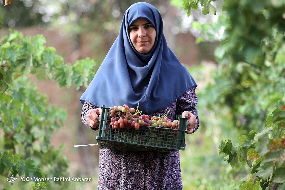 برداشت انگور در روستای فرخد مشهد+ تصاویر