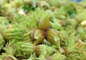برداشت فندق از باغات الموت غربی