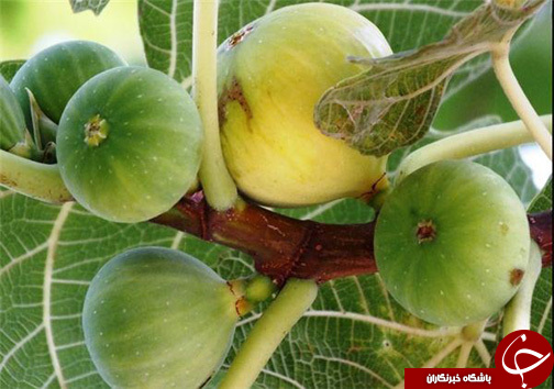 رونق کشاورزی، گردشگری و درآمدزایی روستاییان در گلوگاه با توسعه باغ های انجیر