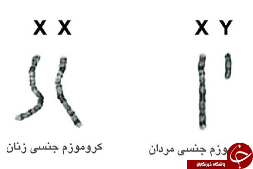 راز طول عمر بیشتر زنان فاش شد
