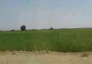 کشت برنج در مناطق کم آب شهرستان سپیدان + فیلم