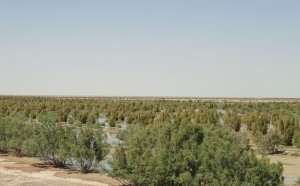 تصویب طرح جامع مدیریت تالاب هامون بزودی