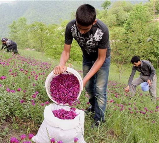 کارگاه آموزشی گیاهان داروئی برای جوانان ده زیار