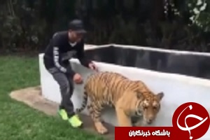 شوخی ترسناک لوئیز همیلتون با یک ببر + فیلم