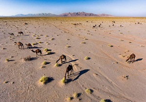 آثار هنرمند شاهرودی در سایت نشنال جئوگرافیک