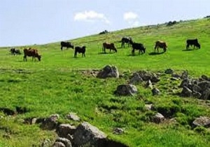 واگذاری مدیریت مراتع در کردستان به بهره برداران