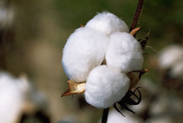 کاهش 15 درصدی سطح زیر کشت و تولید وش پنبه در خراسان رضوی
