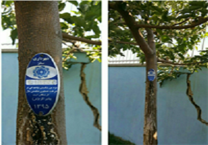 پلاک کوبی درختان شهرستان سقز