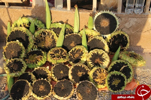 سومین روز چهارمین جشنواره انگور در ارومیه + تصاویر