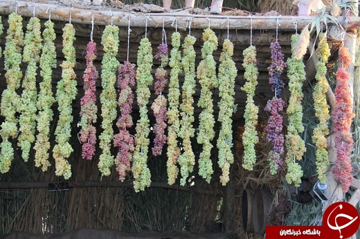 سومین روز چهارمین جشنواره انگور در ارومیه + تصاویر