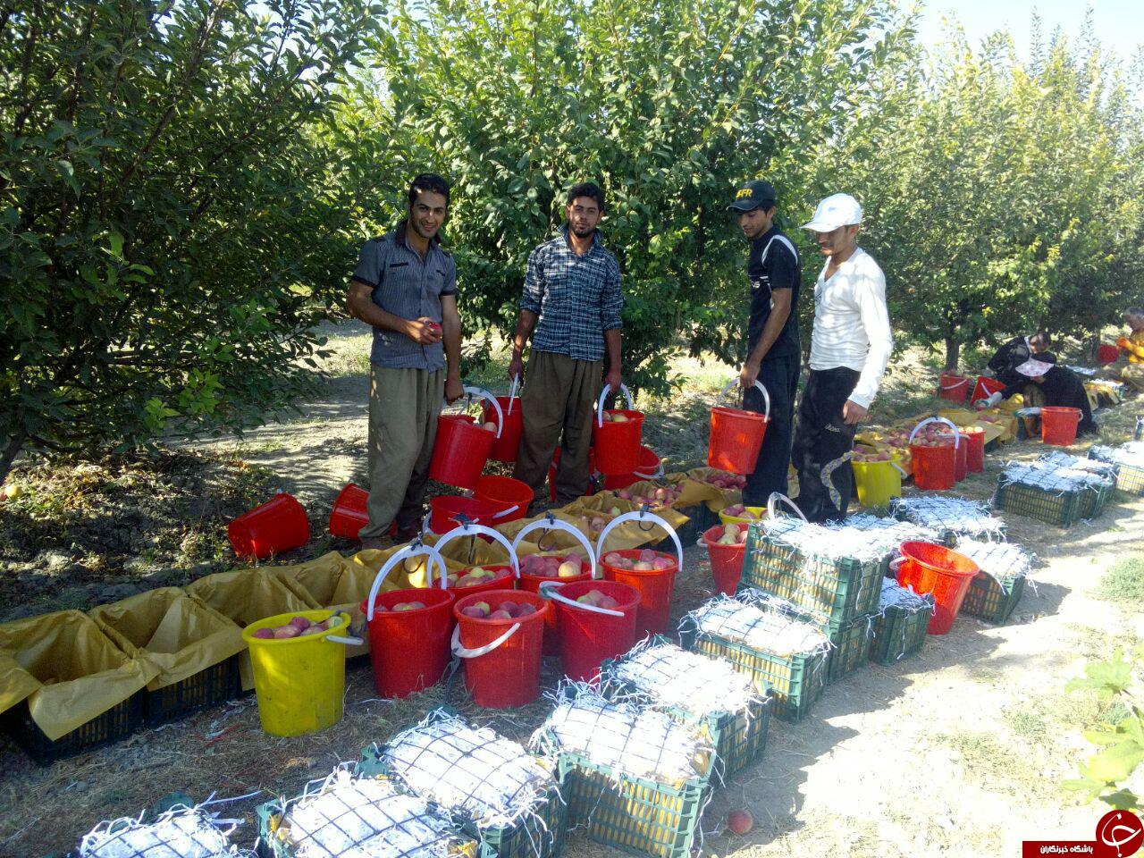 برداشت سیب از باغات ارومیه + تصاویر