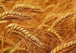 افزایش تولید گندم در فارس