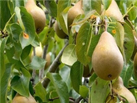آغاز برداشت گلابی از باغات سلطانیه در زنجان
