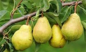 آغاز برداشت گلابی از باغات سلطانیه در زنجان