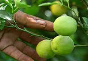 کاهش برداشت لیموترش