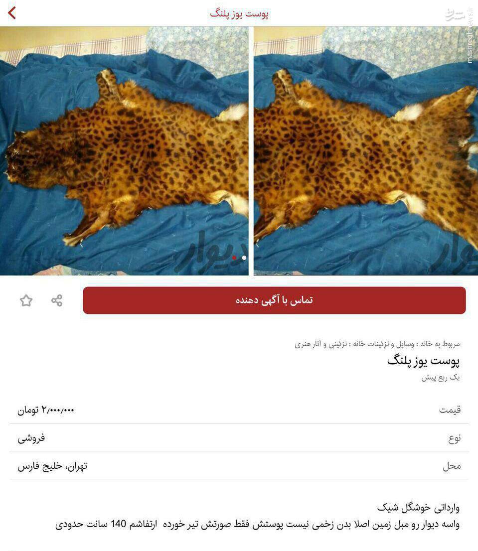 عکس/ آگهی تاسف&zwnj;بر&zwnj;انگیز فروش پوست یوزپلنگ