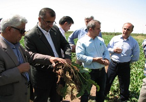 تاکید بر حل مشکلات گوجه ‌کاران