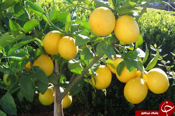 کلاف واردات پیچیده&zwnj;تر شد/۲۰آفت قرنطینه&zwnj;ای را چه کسانی وارد کردند؟