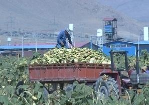 جایگزینی کشت محصولات کم آب بر در حوزه آبریز دریاچه ارومیه