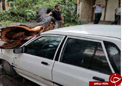 سقوط درخت روی خودرو پراید + تصاویر