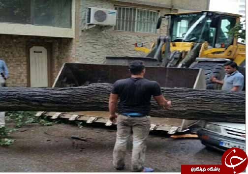سقوط درخت روی خودرو پراید + تصاویر