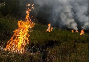 دستگیری شالیکاران متخلف در آستارا