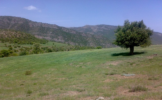 آشنایی با جنگل رودبارک + تصاویر