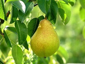 برداشت گلابی از باغات سلطانیه تا مهر ماه ادامه دارد