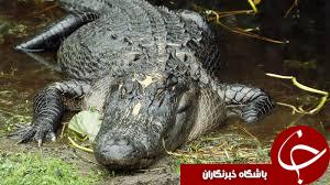 شگفتی های طبیعت به روایت نشنال جئوگرافی +10 عکس