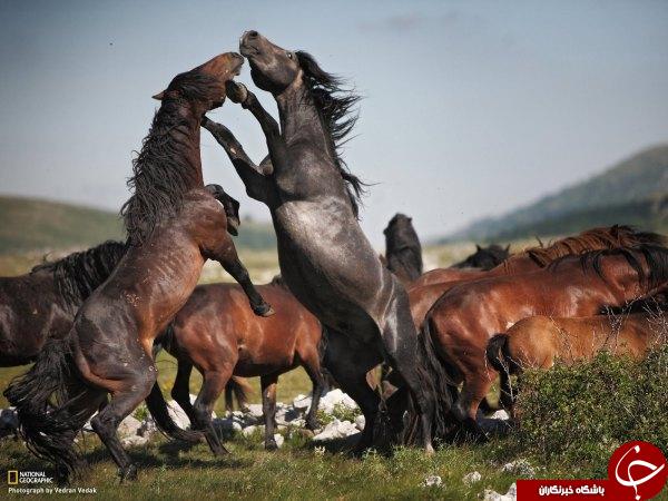 شگفتی های طبیعت به روایت نشنال جئوگرافی +10 عکس