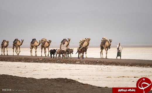 استخراج نمک در بیابان داغ&lrm;