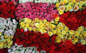 صادرات 45 میلیون دلاری گل وگیاه زینتی