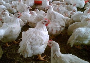 آغاز بهره برداری از چهار واحد مرغ گوشتی در کردستان