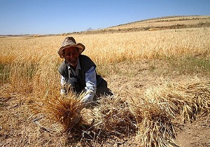 مطالبات گندمکاران کردستانی پرداخت می شود