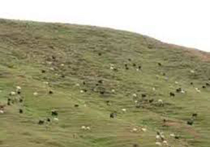 استقرار 16 قرقبان در مناطق عشایری